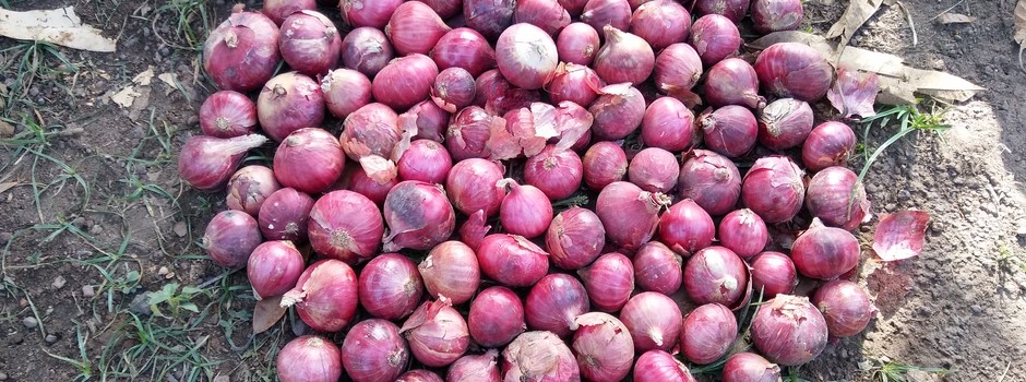 Oignon_IPagristar2.jpg