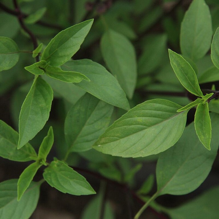 Basilic Thaïlandais