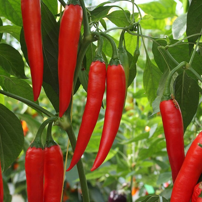 piment koh samui F1