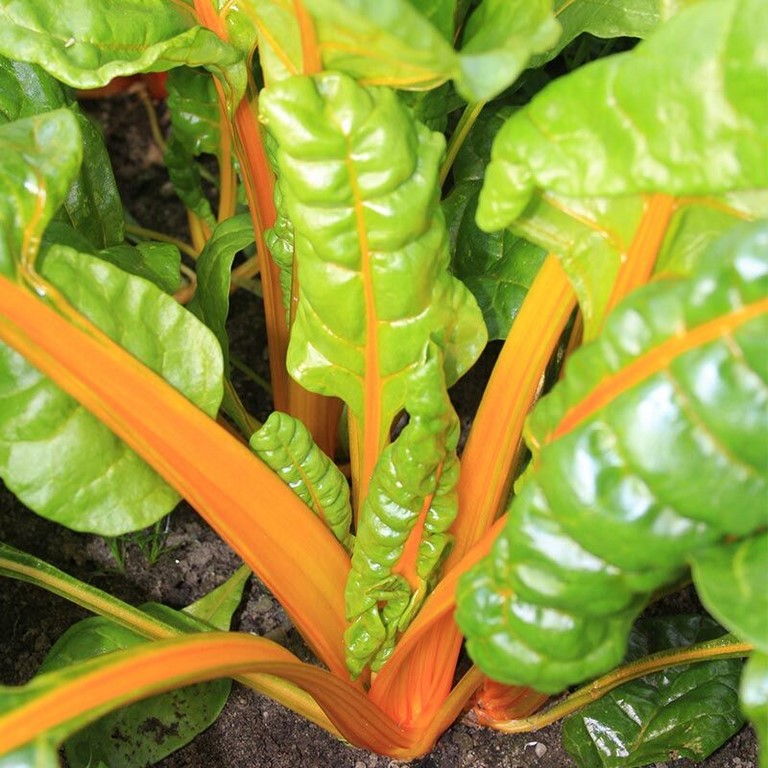 Poirée à cardes orange