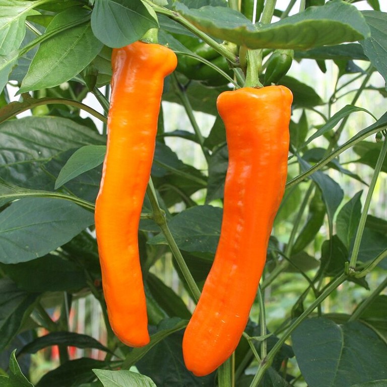 Poivron kyra