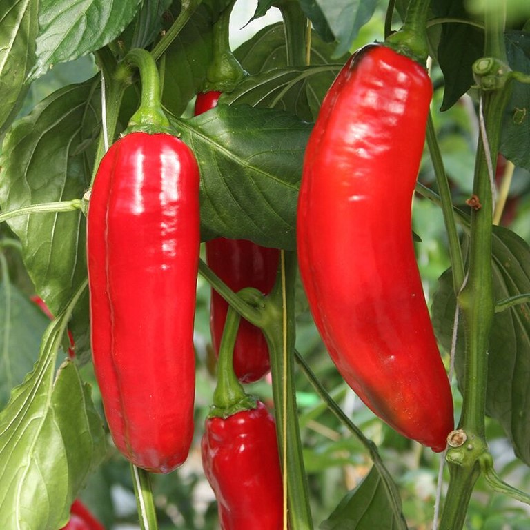 Poivron Xaro