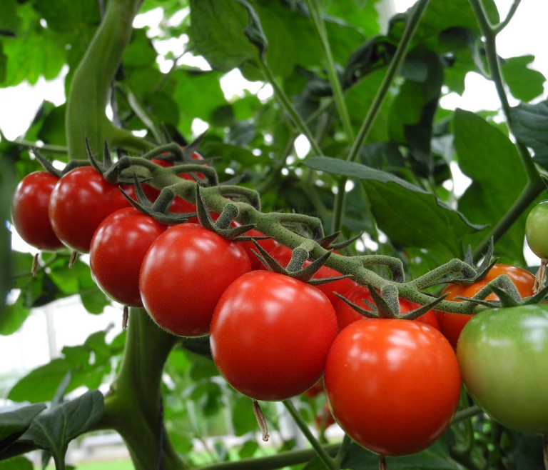 Tomate ready F1