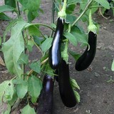 Aubergine violetta lunga