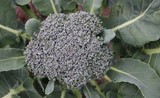 Brocoli vert de Calabre