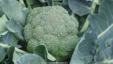 Broccoli Belstar F1