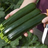 Courgette partenon F1