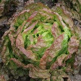 Laitue merveille des quatre saisons
