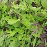Mesclun