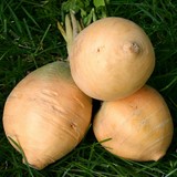 Navet jaune goldana