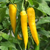 piment koh chang