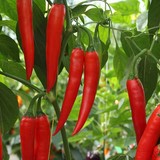 piment koh samui F1