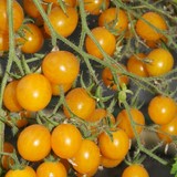 Tomate clémentine