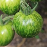 Tomate green zebra