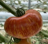 Tomate red zebra