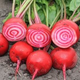 Betterave de Chioggia